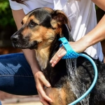 Λάστιχο Βούρτσα Καθαρισμού για Πλύσιμο Σκύλων – AquaPaw