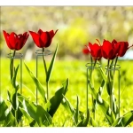 Δαχτυλίδι Στήριξης Φυτών 50 Εκατοστών 5 Τεμάχια