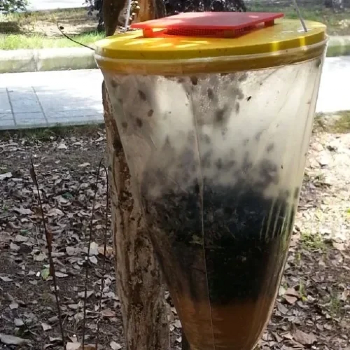 Οικολογική Εντομοπαγίδα Φυσική Μη Τοξική Για 20.000 Μύγες - Flies Away