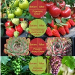Ταινία LED 3m USB Ανάπτυξης & Καλλιέργειας Φυτών Full Spectrum - Plant Grow Light Strip