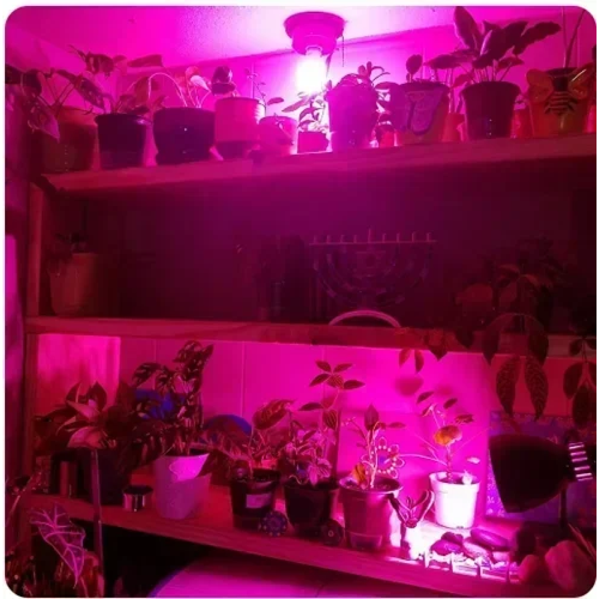 Λαμπτήρας Smart Bulb LED για ανάπτυξη φυτών TUYA-Α60-9W λευκό - Image 4