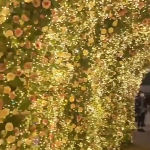Χριστουγεννιάτικα Λαμπάκια 500 LED 50m με Τηλεχειριστήριο Θερμό Λευκό