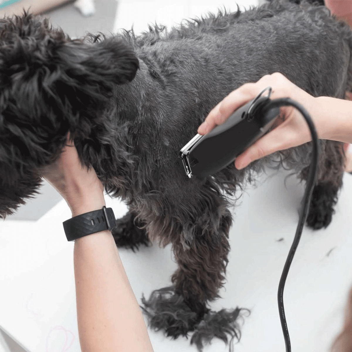 Wahl Pet Rex 1230-0477 Κουρευτική Μηχανή Κατοικιδίων με Καλώδιο Μαύρη - Image 3