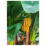 Τεχνητό Διακοσμητικό Φυτό Μπανάνες 60cm 87894