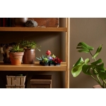 LEGO Creator Expert Φυτά Succulents (Παχύφυτα) για 18+ Ετών 10309 - Image 3