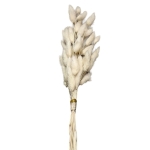 Μπουκέτο Αποξηραμένα Bunny Tails 25 Κλαδιά Μπεζ ~60cm Homie 423128 - 1 τμχ