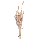 Μπουκέτο Αποξηραμένα Bunny Tails 25 Κλαδιά ροζ 60cm Homie 423129 - 1 τμχ