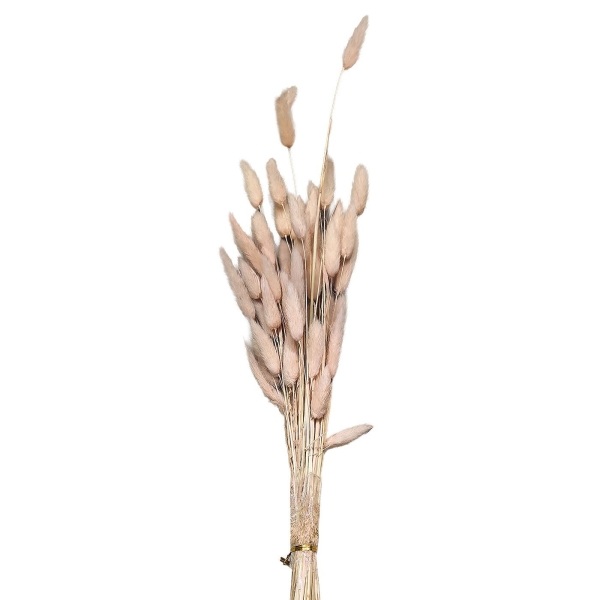 Μπουκέτο Αποξηραμένα Bunny Tails 25 Κλαδιά ροζ 60cm Homie 423129 - 1 τμχ