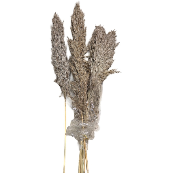 Αποξηραμένα Pampas 7 Κλαδιά 70cm Homie 423130 - 1 τμχ