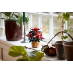 LEGO Botanical Collection 10370 Poinsettia 608τμχ - Image 2