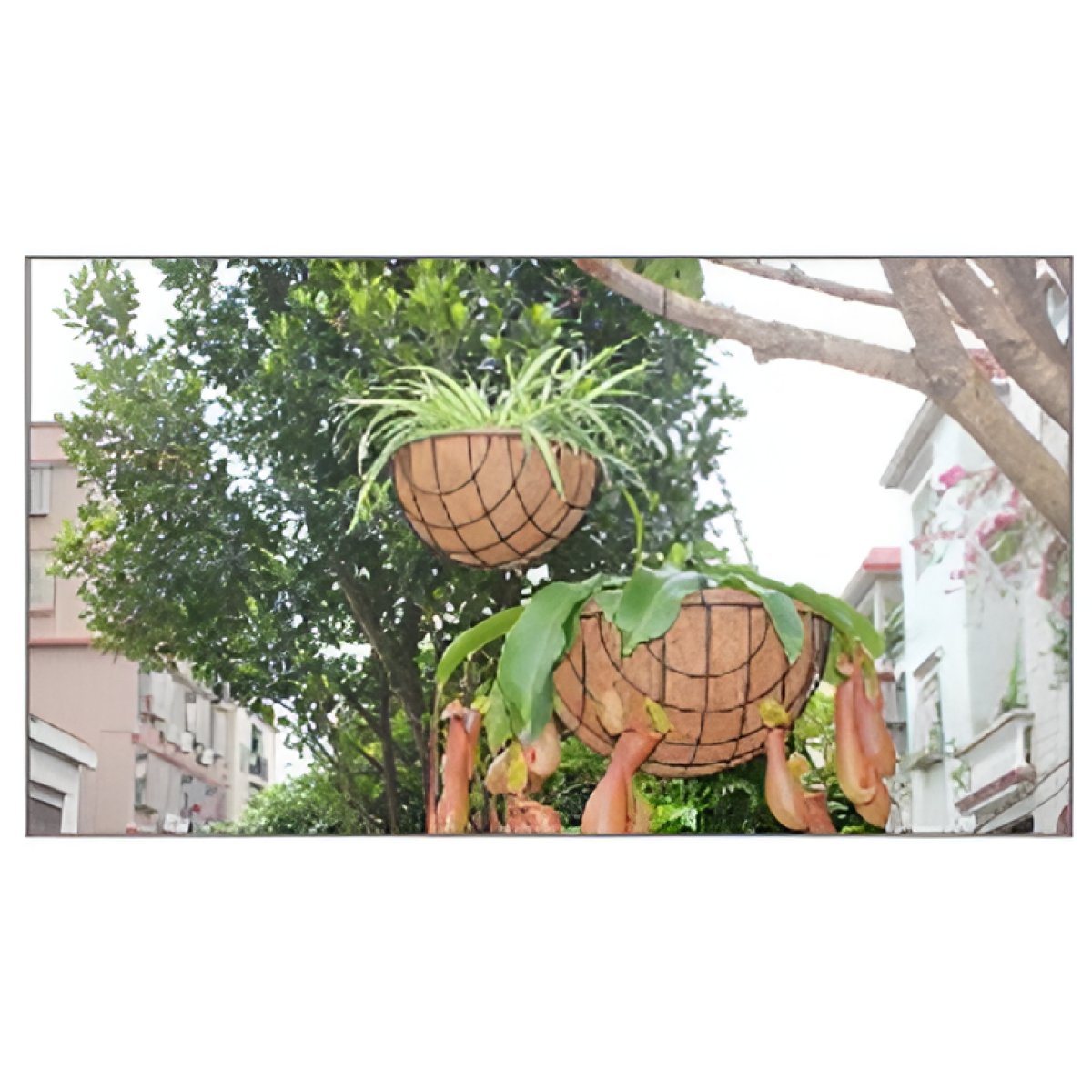 Κρεμαστό Κασπώ Φυτών από Κοκοφοίνικα Με Αλυσίδα 35.5x17cm Kmt Style 2904216 - Image 2