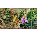 Πλέγμα Κήπου Πλαστικό 60cm x 3m Kmt Style 9369414 - Image 3