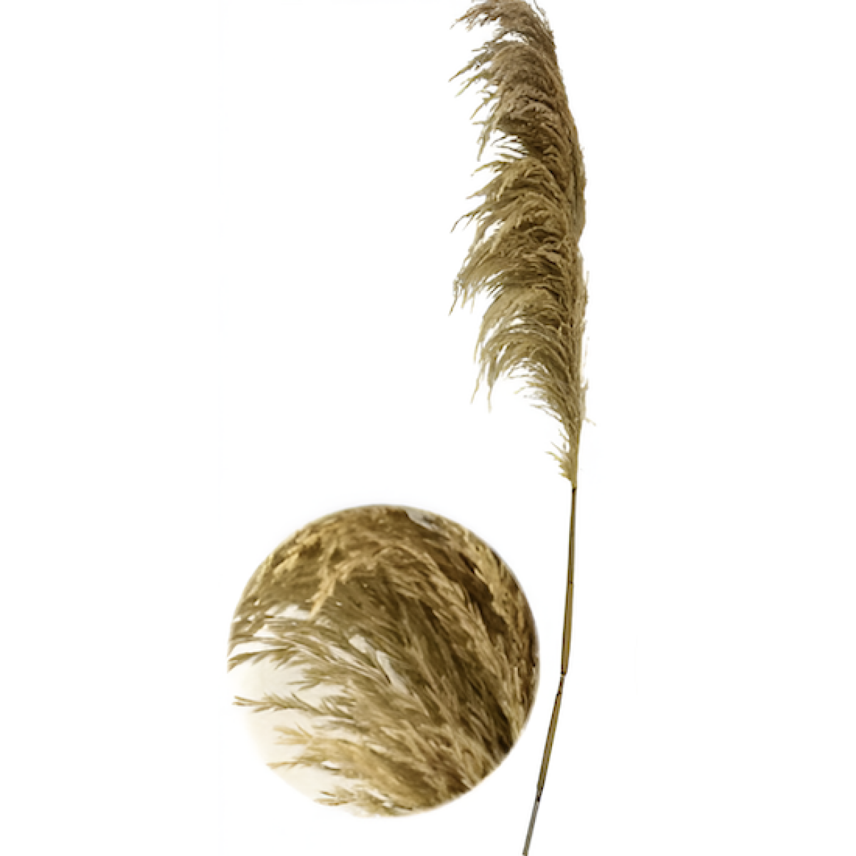Τεχνητό Διακοσμητικό Κλαδί Pampas Grass 130cm 88127 - Image 4