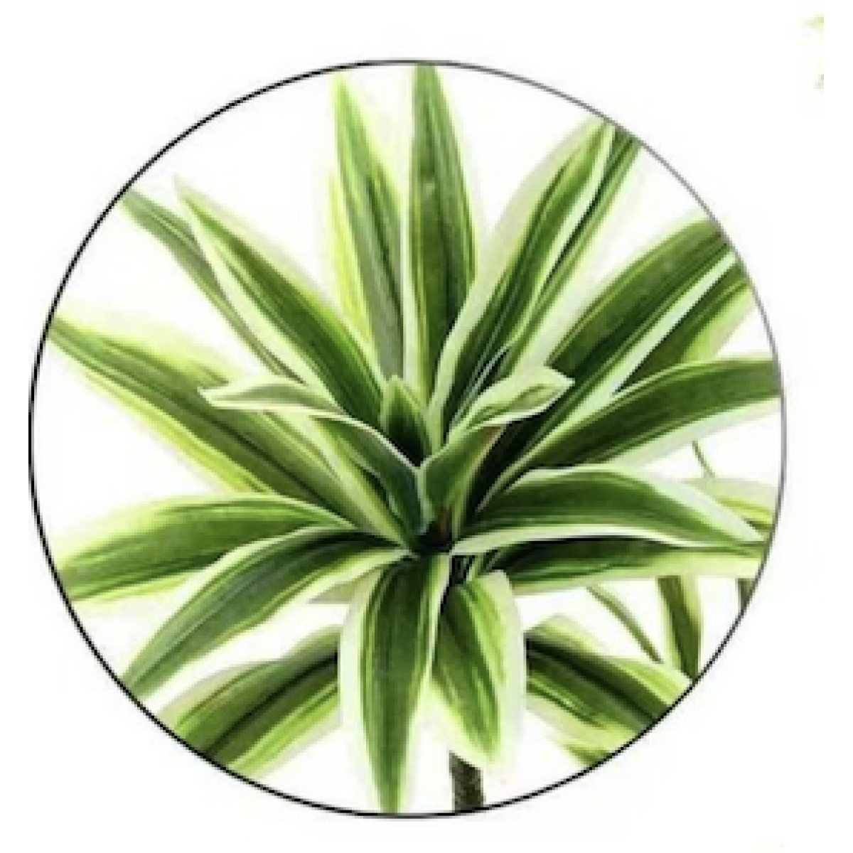 Διακοσμητικό Τεχνητό Φυτό Dracaena Πράσινο 0109-03 - Image 2