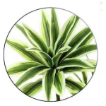 Διακοσμητικό Τεχνητό Φυτό Dracaena Πράσινο 0109-03 - Image 2